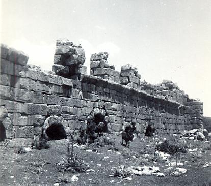 black and white photograph of donkeys in front of a ruined wall