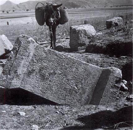 black and white photograph of a donkey in front of a fallen stone with a Greek inscription