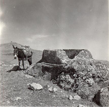 black and white photograph of a donkey next ot an archaeological feature