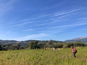 A team of five fieldwalkers working through a tract