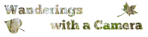 Wanderings with a Camera: letters are leaves