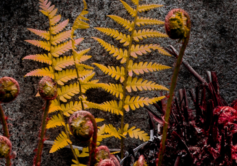 autumnal plans against a grey background