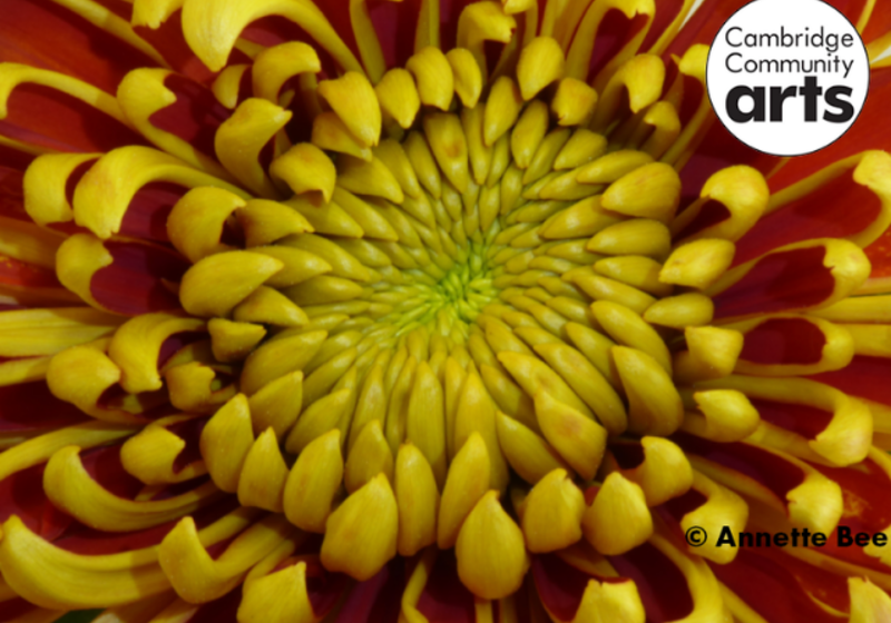 centre of a flower with red and yellow petals