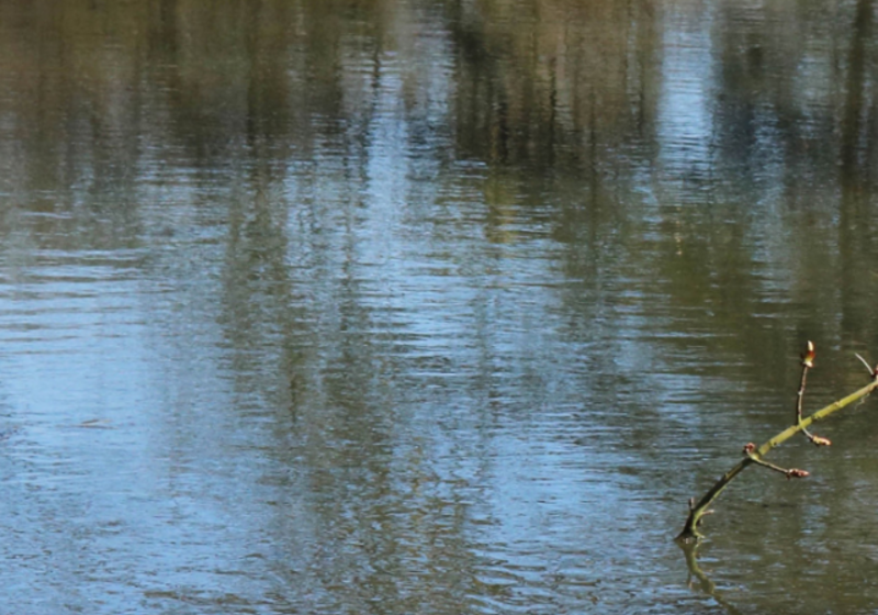 reflections on the surface of a lake