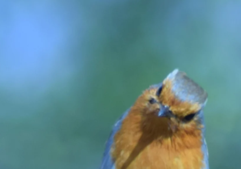 robin cocking its head