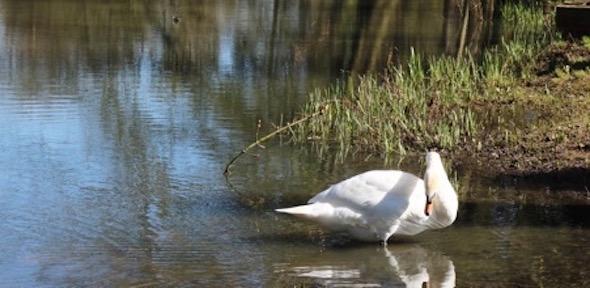 A swan grooming itself standing in shallow river water